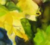 Forsythia 36 x 40