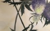 Thistle Study 24 x 36